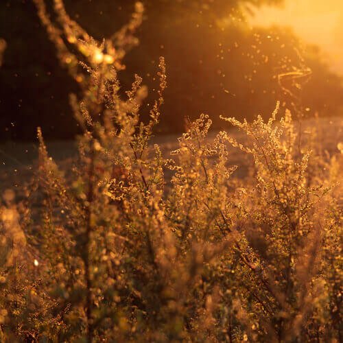 Pollen